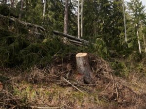 forêt